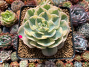 Echeveria 'Compton Carousel' Variegated 3"-4" Succulent Plant