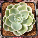 Echeveria 'Lemon Lime' Variegated 2"-3" Succulent Plant