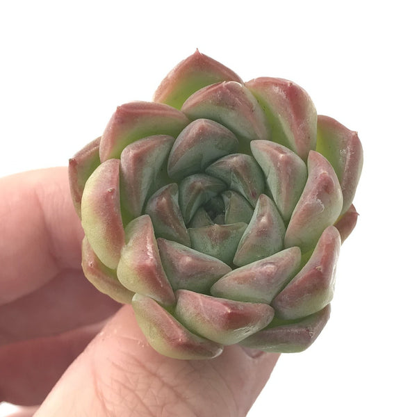 Echeveria 'Pink Ping Pong' New Hybrid 1" Succulent Plant