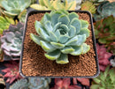Echeveria 'Lemon Berry' Mutated/Variegated 2" Succulent Plant