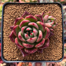 Echeveria Agavoides 'Pink Bonnie' 2" Succulent Plant