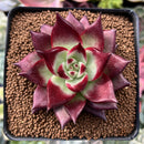 Echeveria Agavoides 'Canvas' 3" Succulent Plant