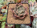 Echeveria Agavoides 'White Knight' 3" Succulent Plant
