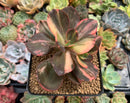 Echeveria 'Primadonna' Variegated 3" Succulent Plant