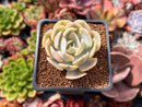 Echeveria Runyonii Variegated (Aka Echeveria 'Akaihosi' Variegated) 2" Succulent Plant