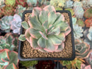 Echeveria 'Holwayi' Variegated 3" Succulent Plant