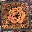 Echeveria 'Wine Peach' 1" Succulent Plant