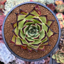 Echeveria Agavoides sp. 3" Succulent Plant