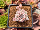 Echeveria 'Prolifica' Variegated 1"-2" Succulent Plant
