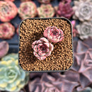 Echeveria 'Wiz Beauty' 1/2" Small Succulent Plant