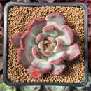 Echeveria 'Glam Pink 1"-2" Succulent Plant