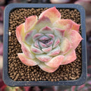 Echeveria 'Helena' Hybrid 1" Succulent Plant