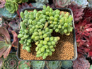 Pachyphytum 'Compactum' Crested 4" Succulent Plant