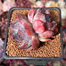 Echeveria 'Dark Opal' 2" Cluster Succulent Plant