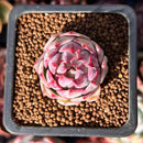 Echeveria 'Cream Grape' 1" Seed-Grown Succulent Plant