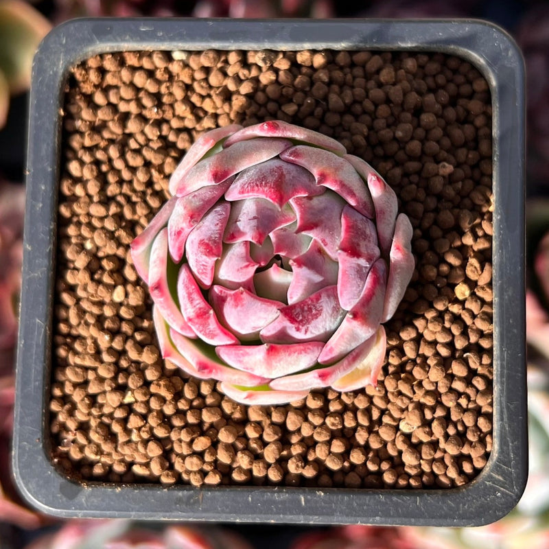 succulent grape plant Echeveria 'Cream Grape' 1