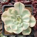 Echeveria 'Compton Carousel' 2"-3" Variegated Succulent Plant