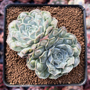 Echeveria 'Hearts Choice' 3" Cluster Succulent Plant