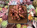 Echeveria Agavoides 'Red Bell' 3" Cluster Succulent Plant