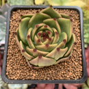 Echeveria Agavoides 'Blue Dragon' 2"-3" Succulent Plant