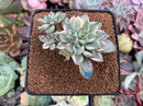 Echeveria 'Green Emerald' Variegated 3” Cluster Succulent Plant
