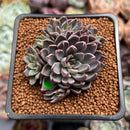 Echeveria 'Resbi' Cluster 2" Air Magic Hybrid Succulent Plant