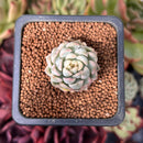 Echeveria 'Mebina' Variegated 1" Succulent Plant