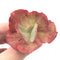 Echeveria 'Kattelra' Variegated 2" Rare Succulent Plant