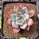 Echeveria 'Colorata' 3" Succulent Plant