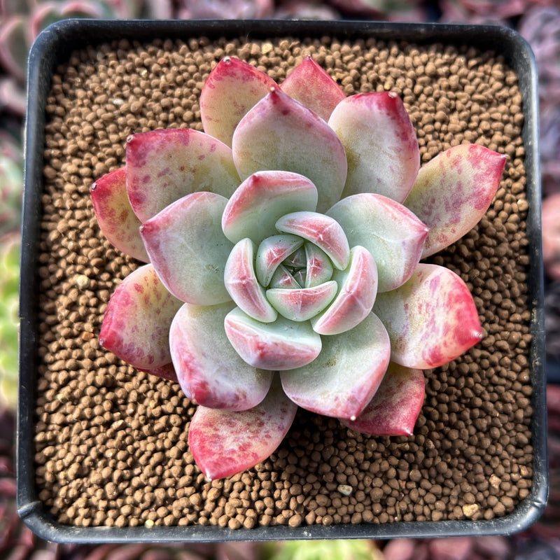 echeveria colorata succulent Echeveria 'Colorata' 3" Succulent Plant