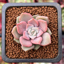 Echeveria 'Pastel Leon' 1" Small Succulent Plant
