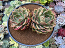 Echeveria Agavoides 'Shallot' 5"-6" Double Headed Succulent Plant