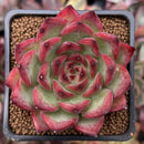Echeveria Agavoides 'Fire Pillar' 2" Succulent Plant
