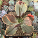 Echeveria 'Fimbriata' Variegated AKA 'Fasciculata' 3"-4" Succulent Plant