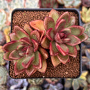 Echeveria Agavoides 'Pine Rose' 3" Cluster Succulent Plant