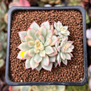 Echeveria 'Mebina' Variegated 2" Succulent Plant