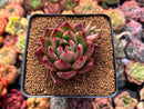 Echeveria Agavoides 'Pink Bonnie' 2" Succulent Plant