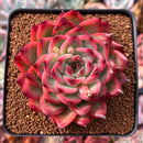Echeveria Agavoides 'Fire Pillar' 3" Succulent Plant