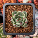 Echeveria 'Toscanelli' 1" Small Succulent Plant