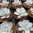 Echeveria 'Laui' 2" Succulent Plant (Random)