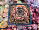 Echeveria Agavoides 'Black Queen' Hybrid 1" Succulent Plant