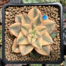 Echeveria 'Monocerotis' Variegated 2" Succulent Plant