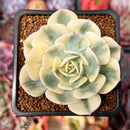 Echeveria 'Compton Carousel' 2" Succulent Plant