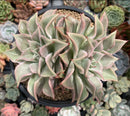 Echeveria 'Madiba' 6" Large Cluster Succulent Plant