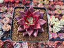 Echeveria Agavoides 'Luming' 2"-3" Succulent Plant