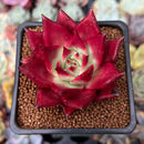 Echeveria Agavoides 'Luming' 2" Succulent Plant