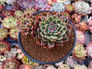 Echeveria Agavoides 'Rudolph' 4" Succulent Plant