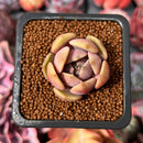 Echeveria 'Pastel Leon' 1" Succulent Plant