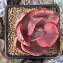 Echeveria 'Golden State' Variegated 2" Succulent Plant