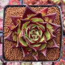 Echeveria Agavoides 'Lipstick' 3" Succulent Plant